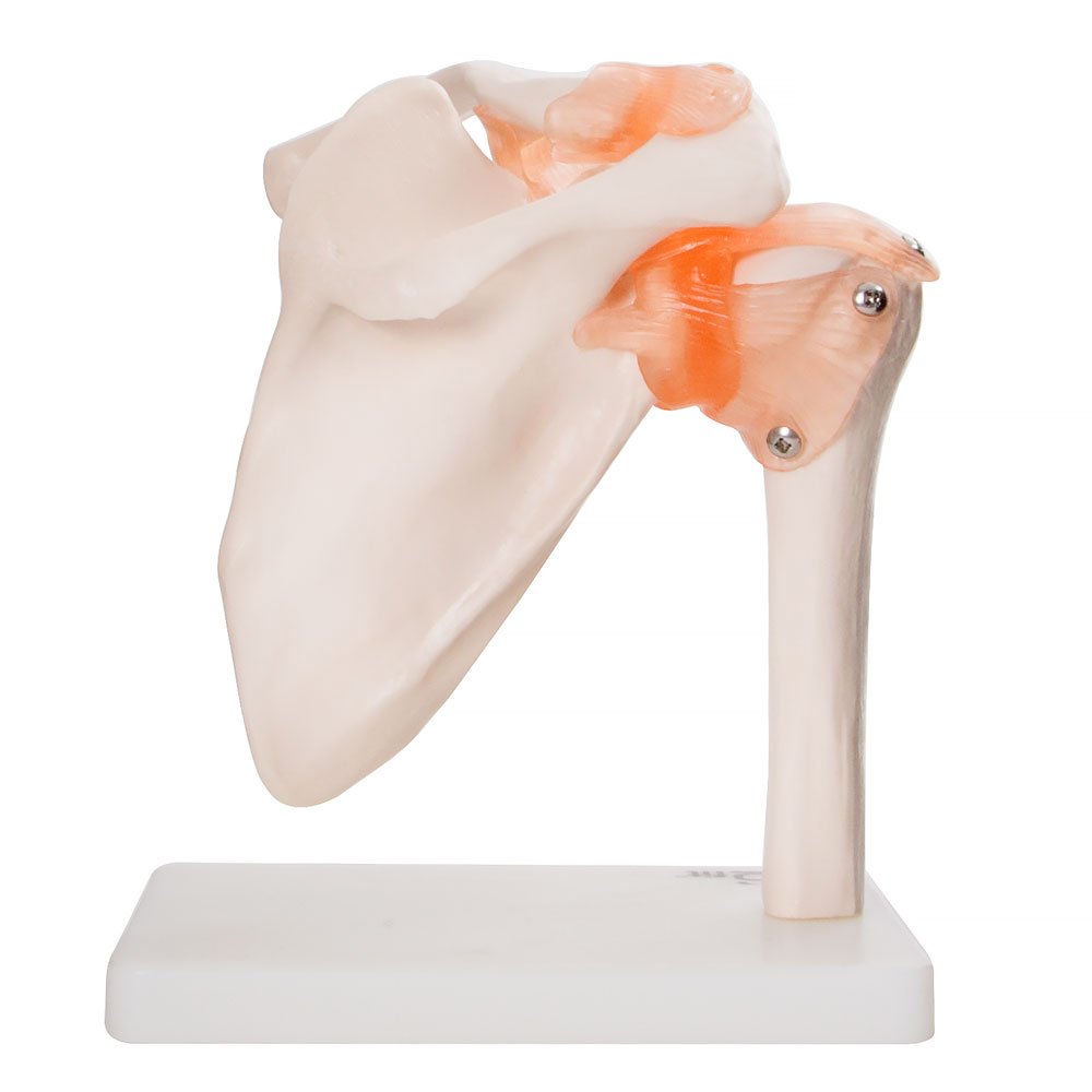 Fit Anatomical Human Shoulder Joint Medical Educational Training