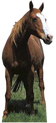 Star Cutouts Cut Out of Mustang Horse