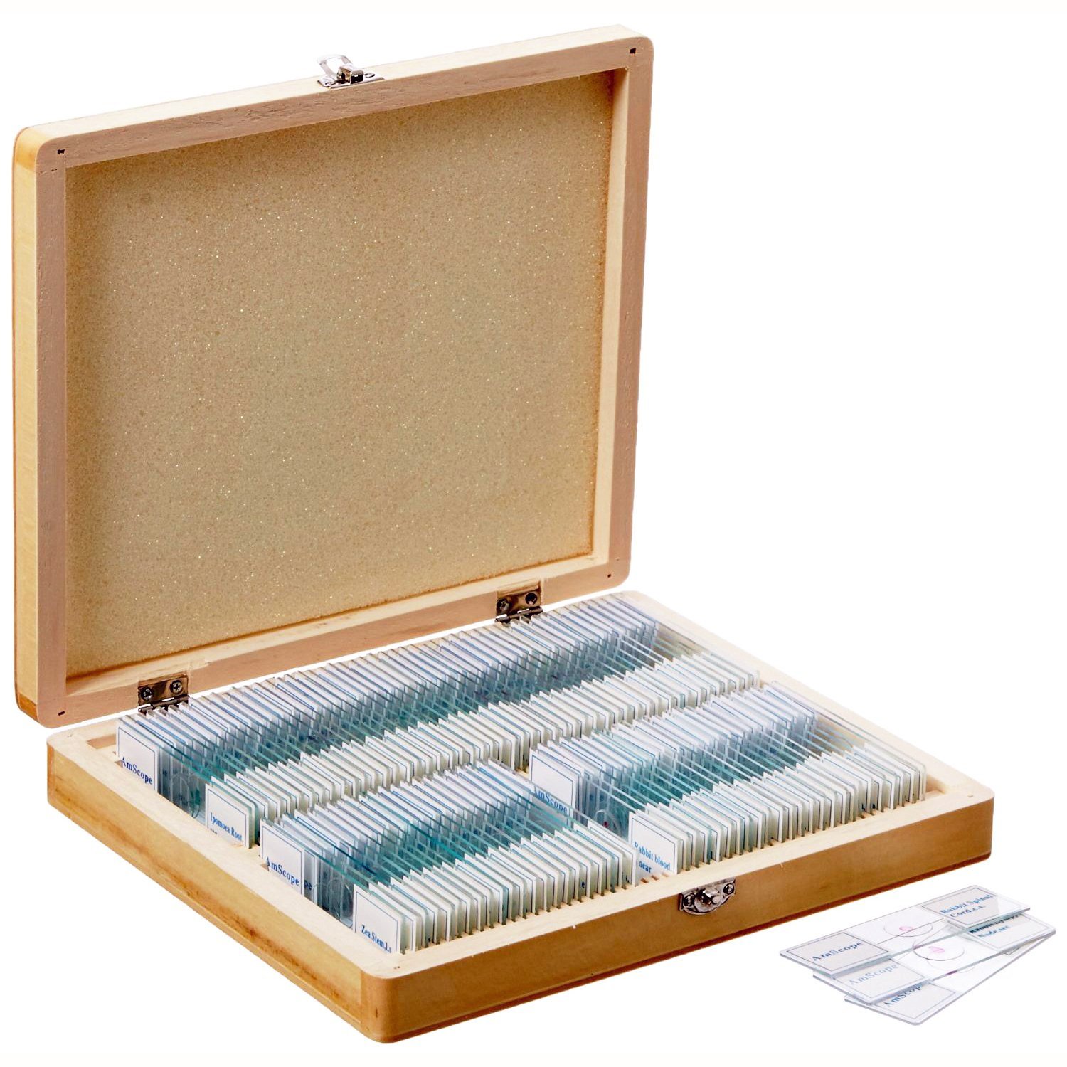 AmScope PS100B Prepared Microscope Slide Set For Basic Biological ...