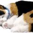 Perfect Petzzz Calico Cat Original Breathing Pet Puppy New Huggable Soft Version Plush Toy Gift Bundle