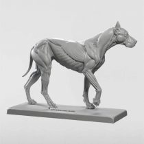 3dtotal Anatomy: Canine figure