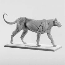 3dtotal Anatomy: Feline figure