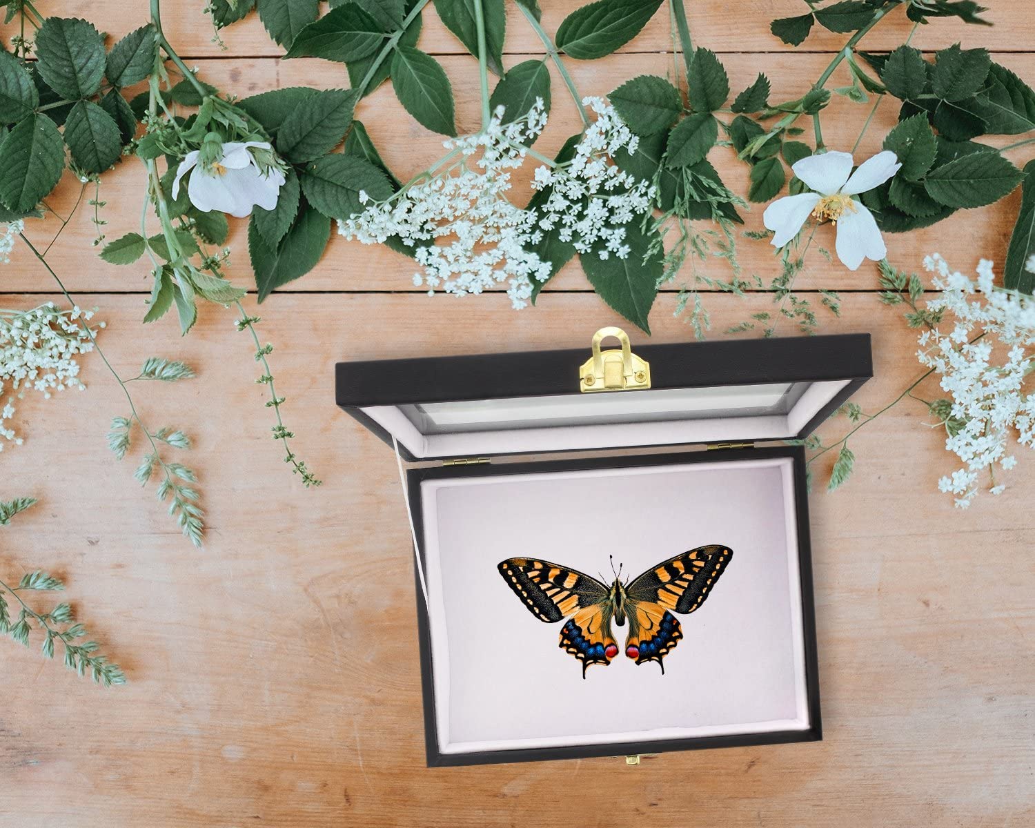 Juvale Insect Display Case Bug Box With Glass Window And Secure Riker