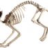 Cat Skeleton Prop (US)