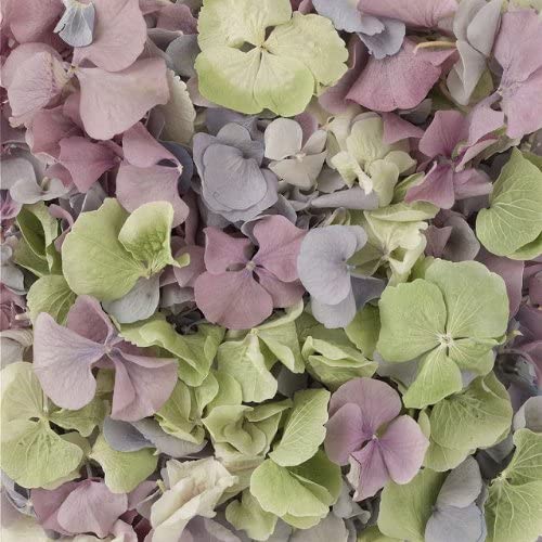 Truly Madly Deeply 1 Pint of Mixed Colours Freeze Dried Hydrangea Petal